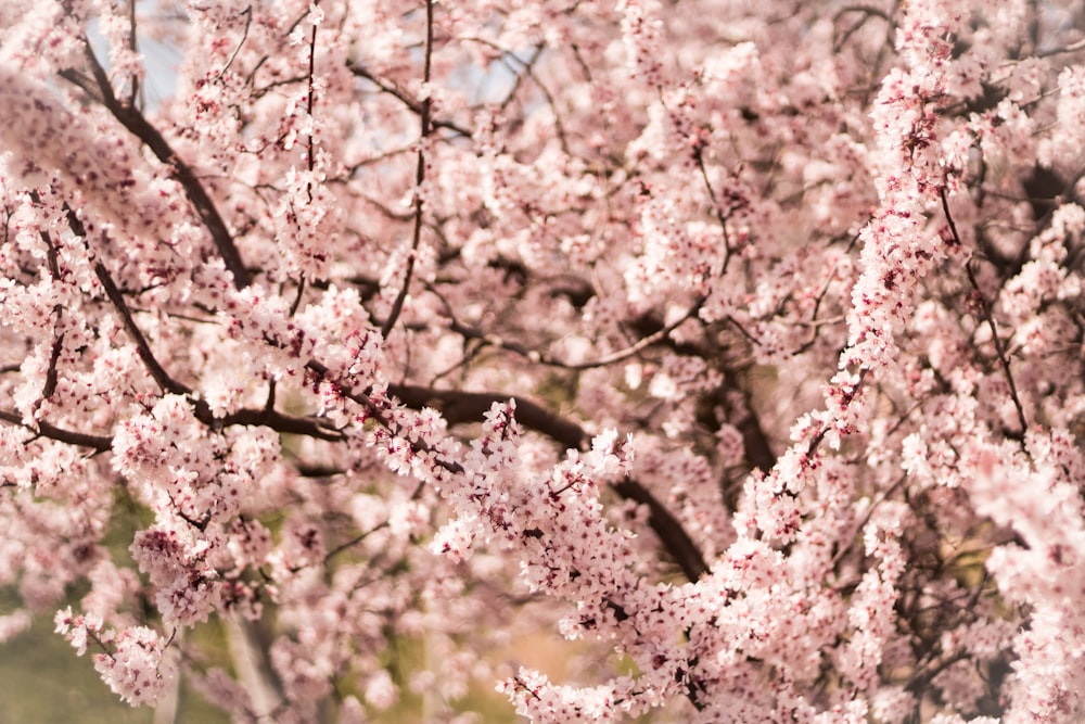 foto de closeup da árvore de flor de cerejeira