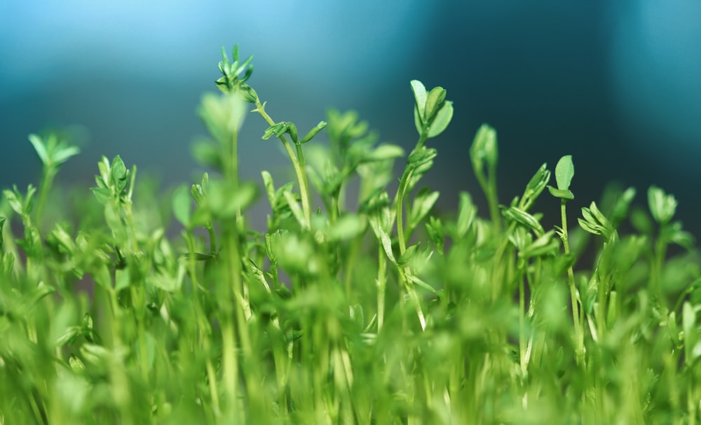 green leafed plants