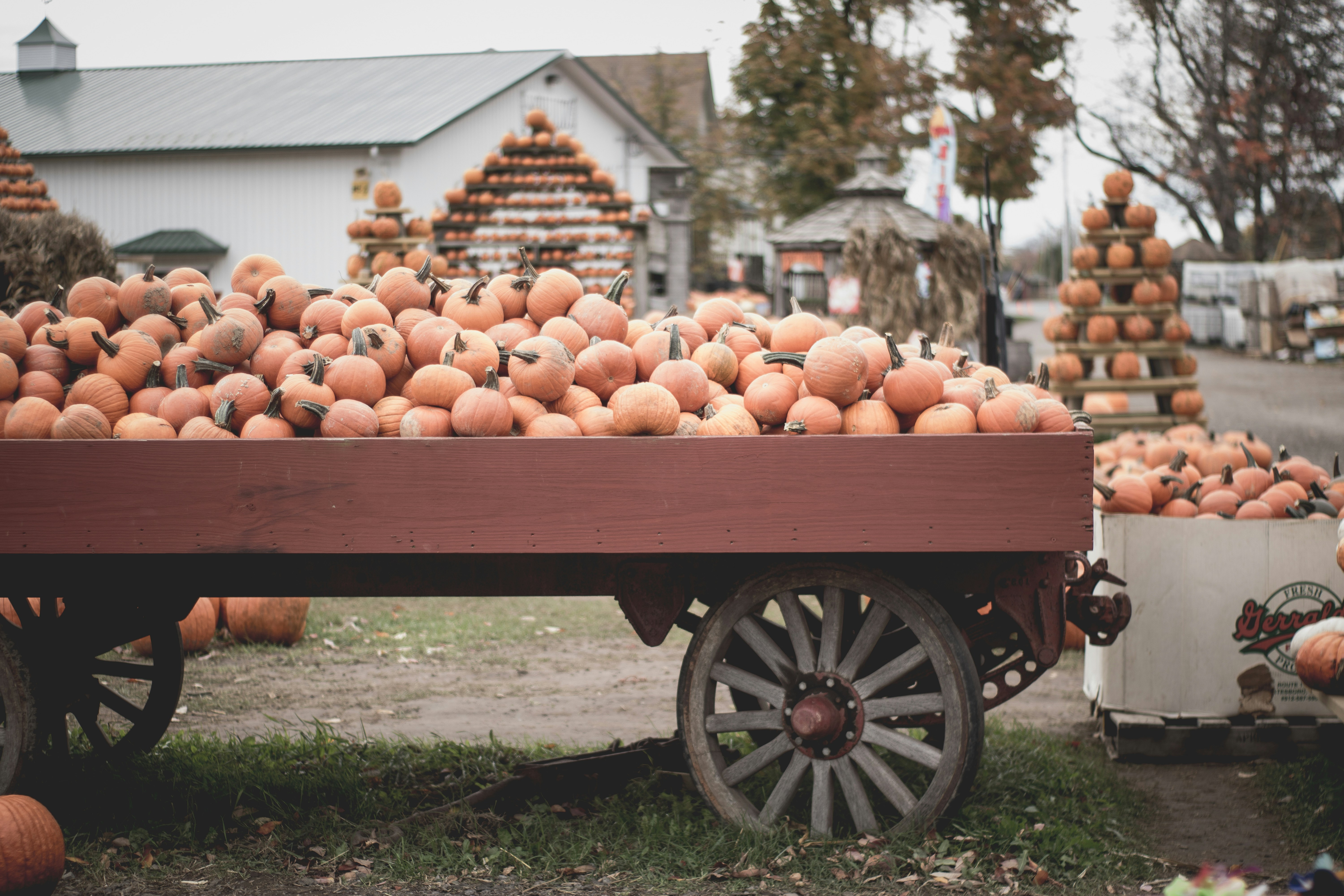 round fruits in cart