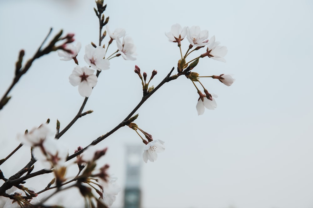 Photographie en gros plan de fleurs aux pétales blancs