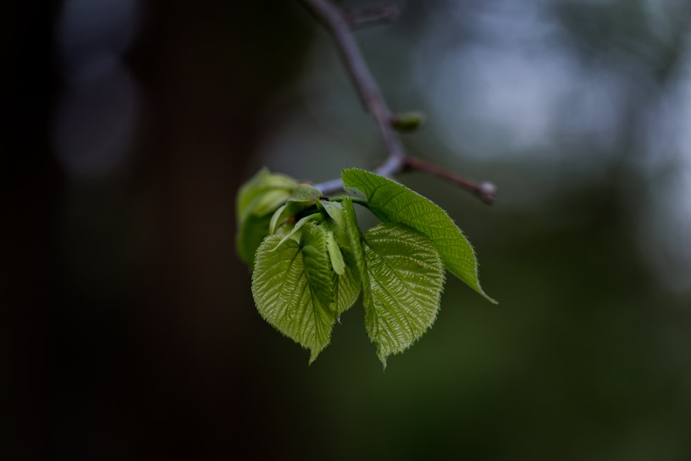 Selektive Fokusfotografie von Baumblättern