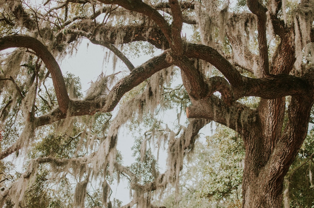 travelers stories about Forest in Savannah, United States