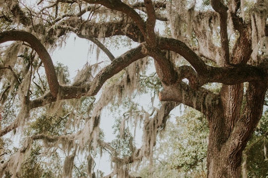 green leafed tree near tree at daytime in Savannah United States