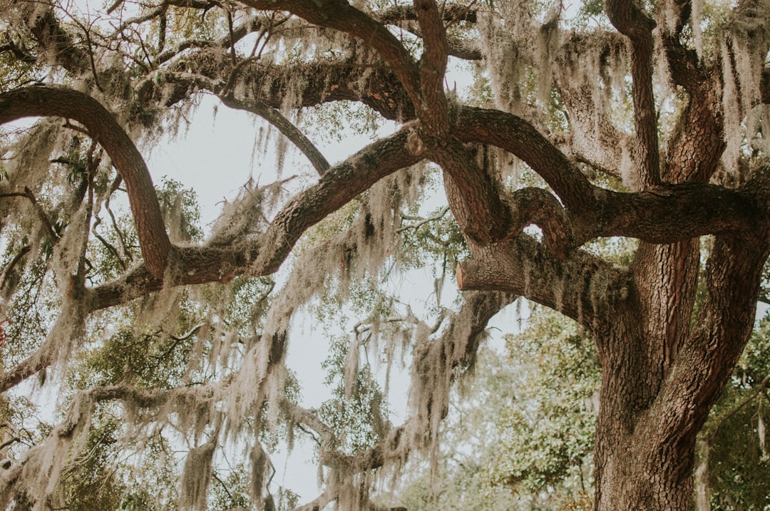 Top 7 Emerging Travel Destinations for UGC Creators in the US - Sav… — Top 7 Emerging Travel Destinations for