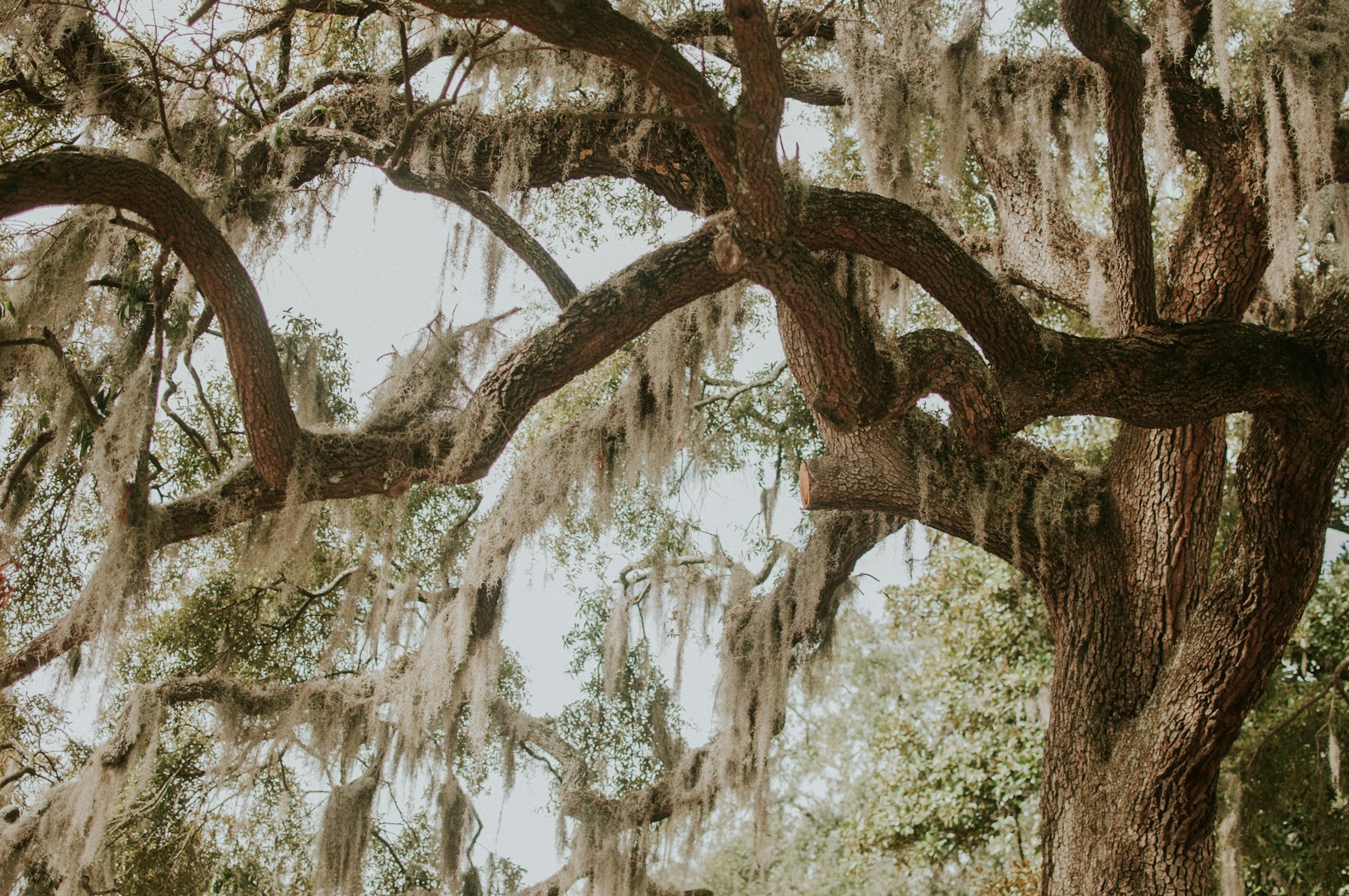 Spanish moss draping from live oaks along a cobblestone path in Savannah's historic district