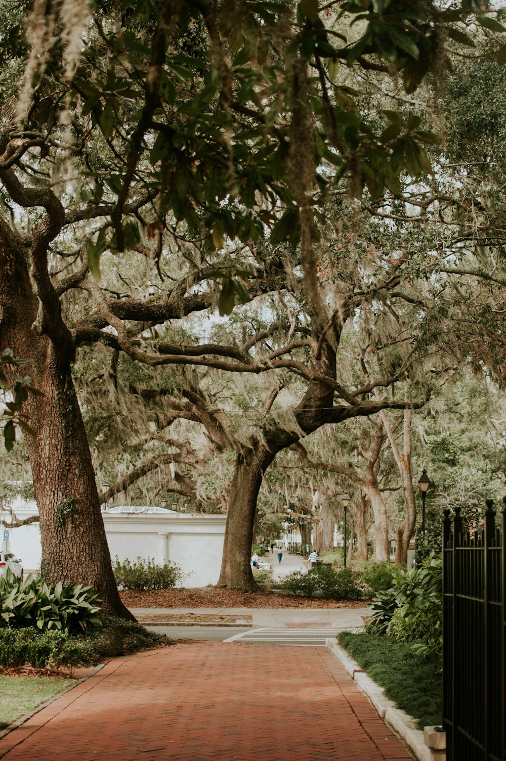 green leafed trees near gray concrete road