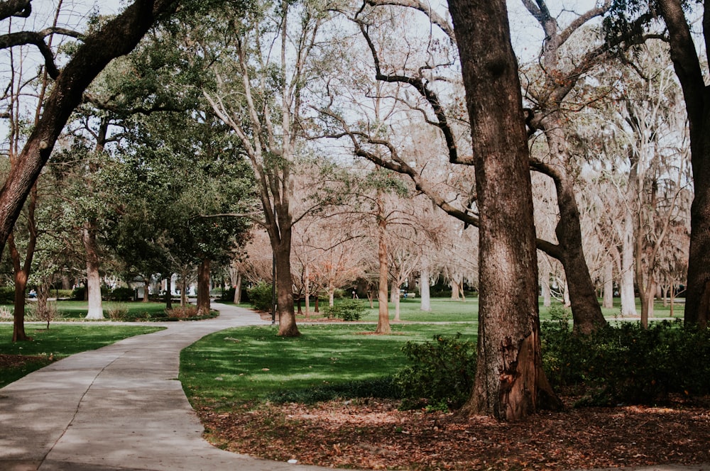 photo of pathway between trees