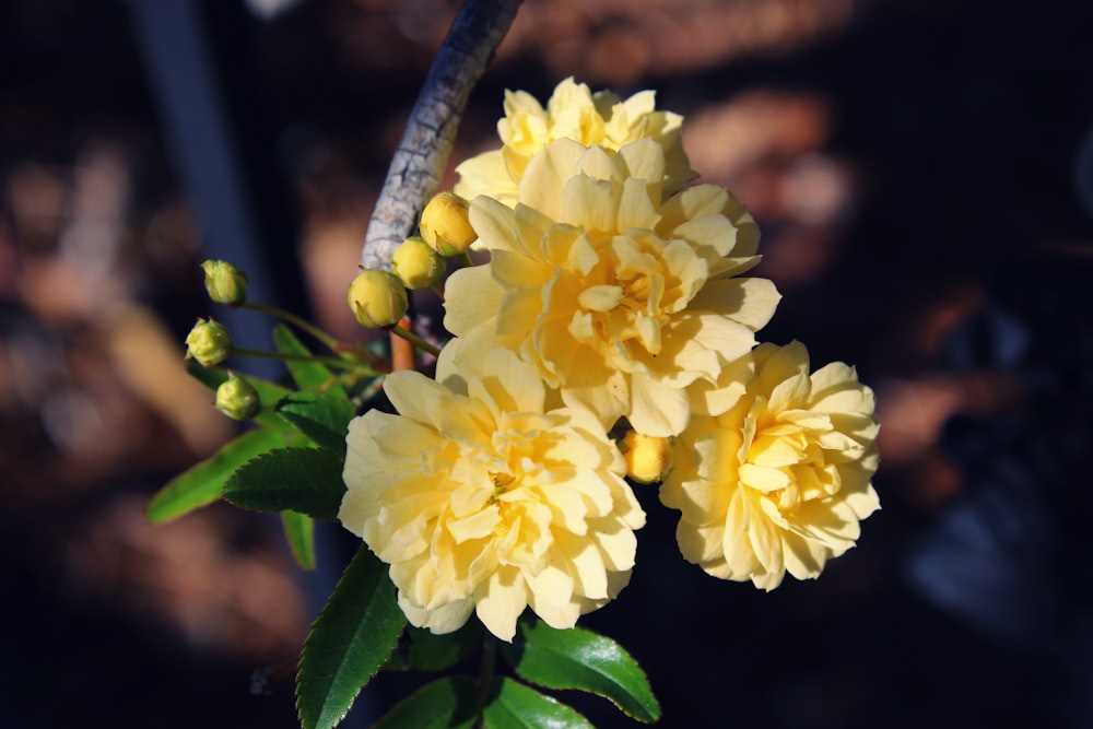 Four yellow flowers up close.