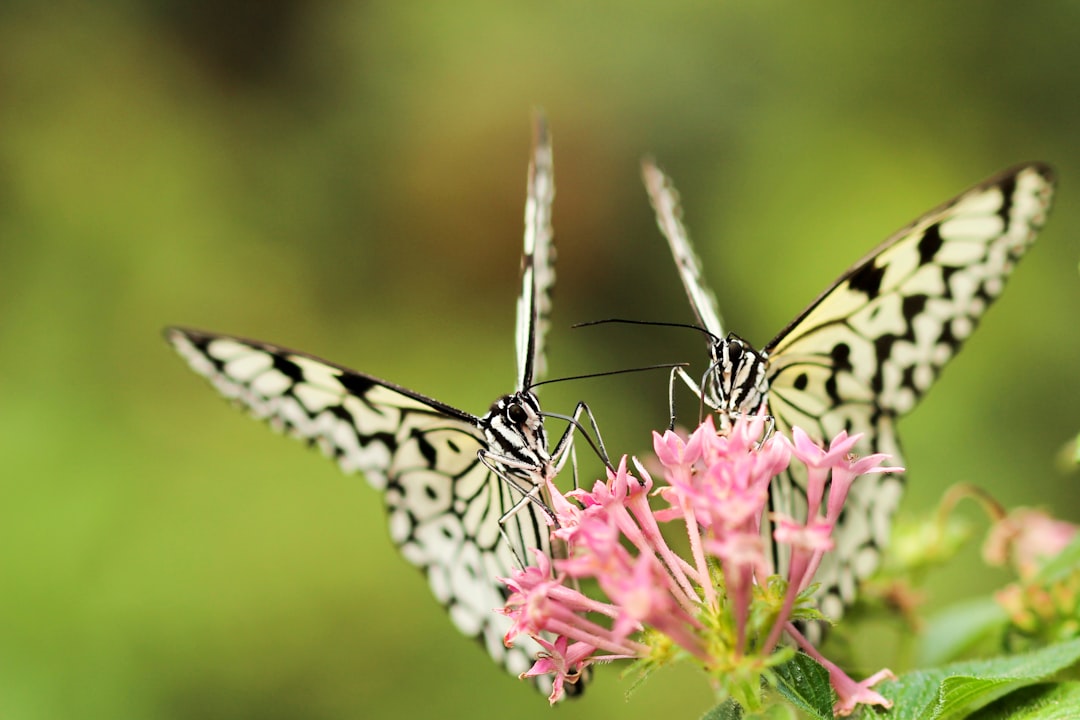 two butterflies on pink Ixoria flower, White butterflies on tiny flowers