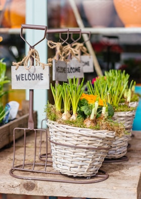 green vegetable bulbs inside the baskets