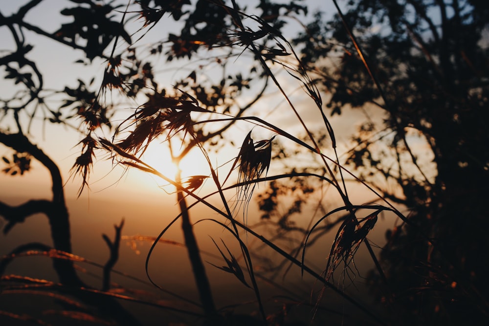 silhouette of tree