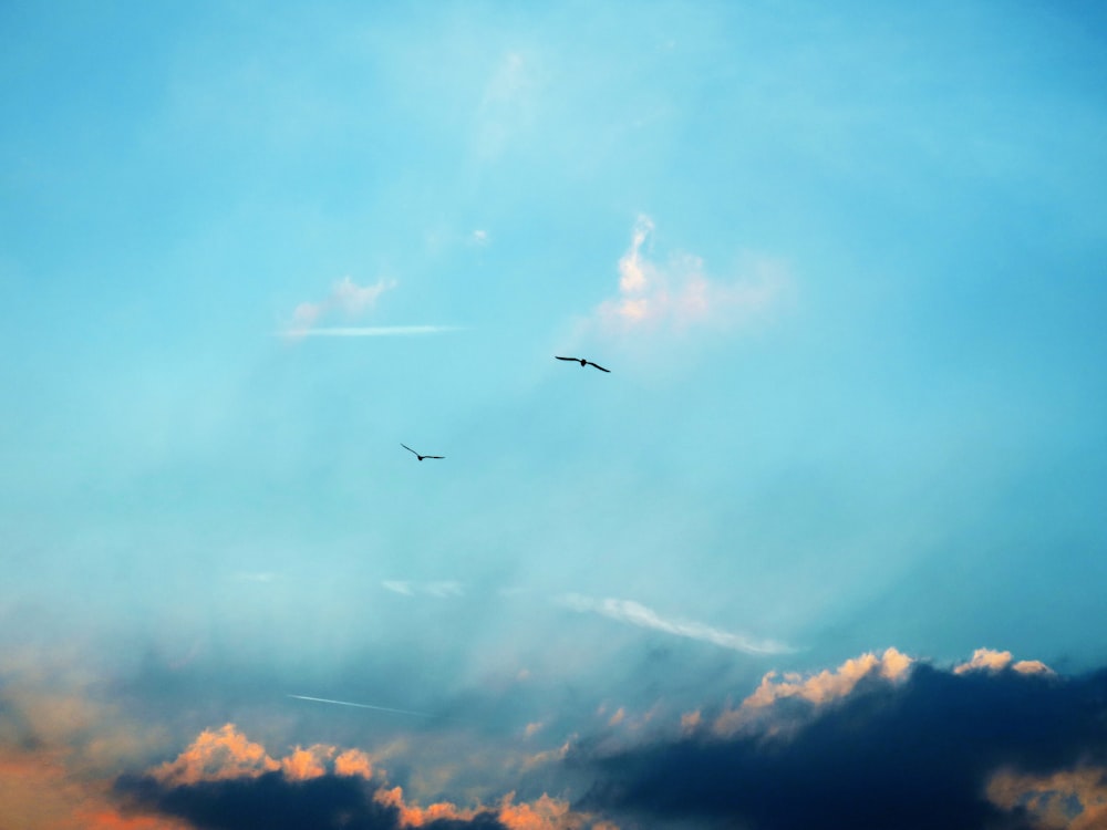 Due uccelli in volo sul cielo durante il giorno