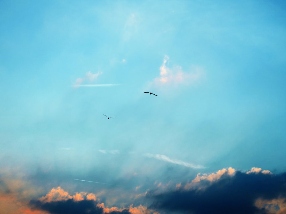 two flying birds on sky at daytime