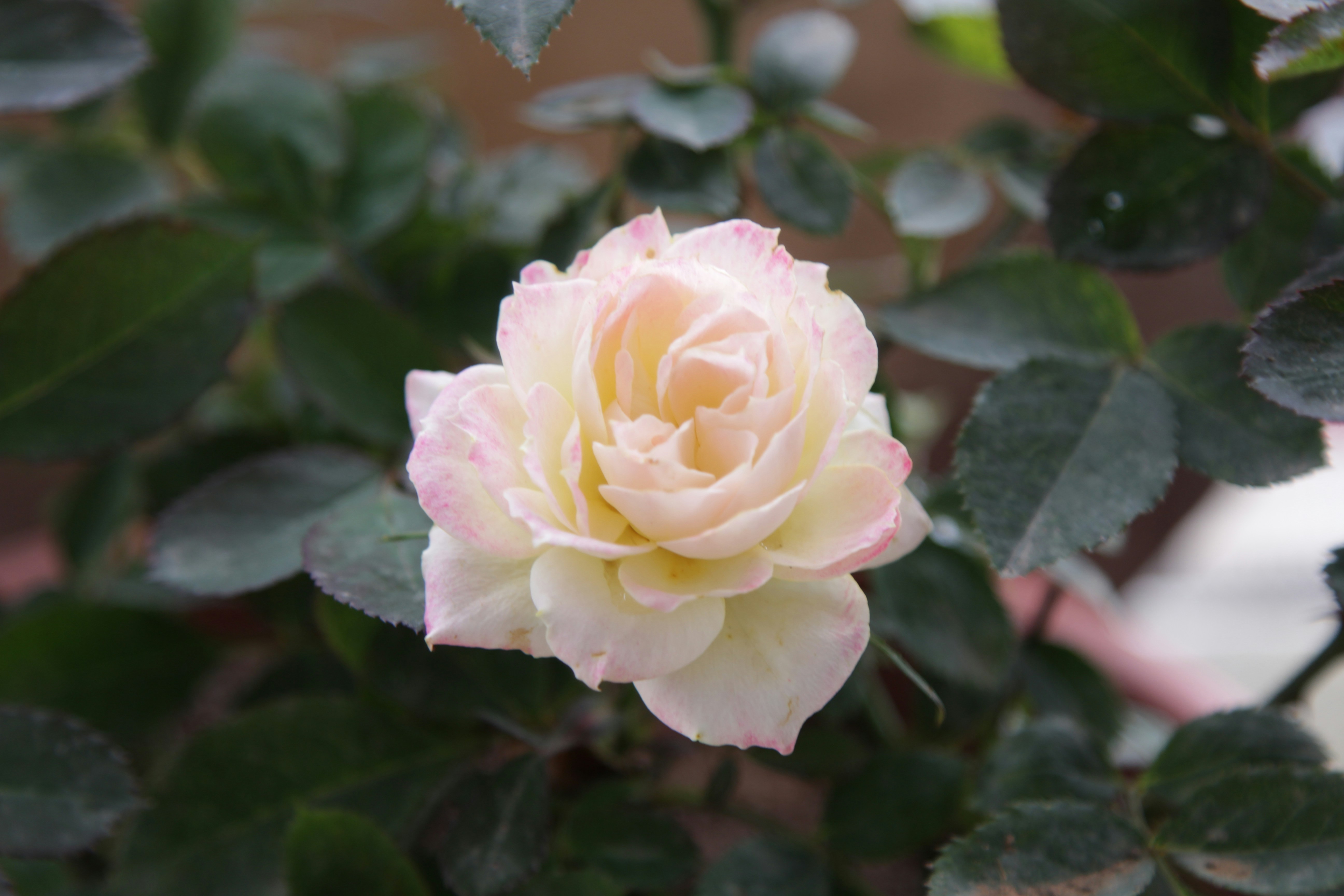 Free Unsplash photo from Kiên Lại Ngọc