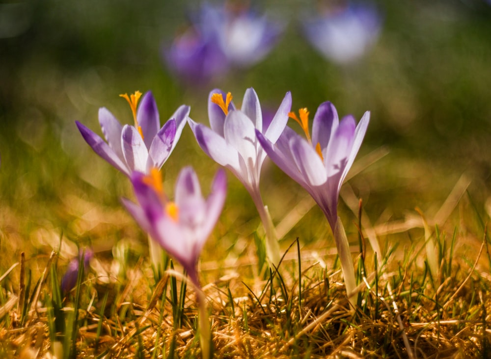 shallow focus photography of purple flowers