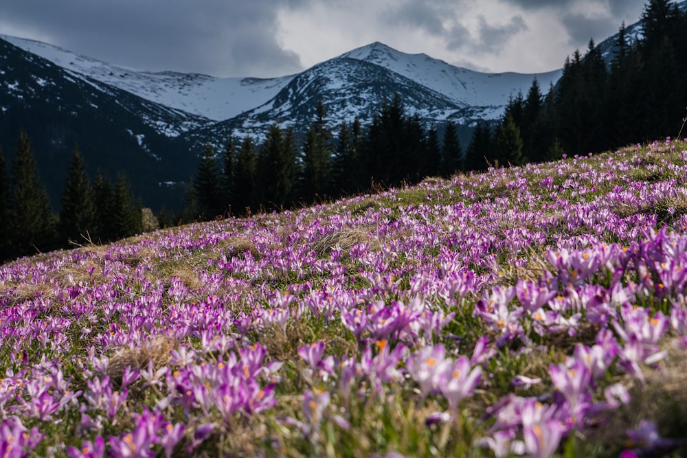 pink flower field at daytime