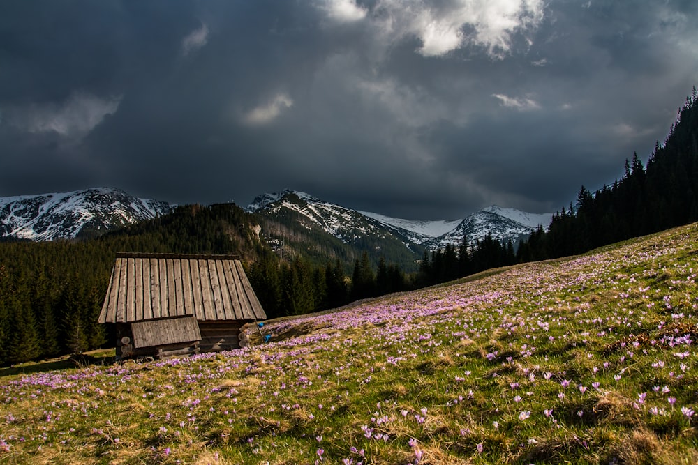 photography of green grass field