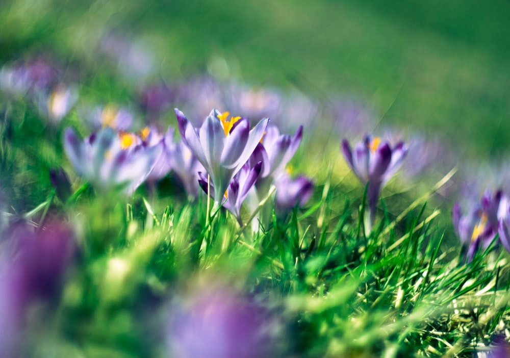 fiore viola in fiore durante il giorno