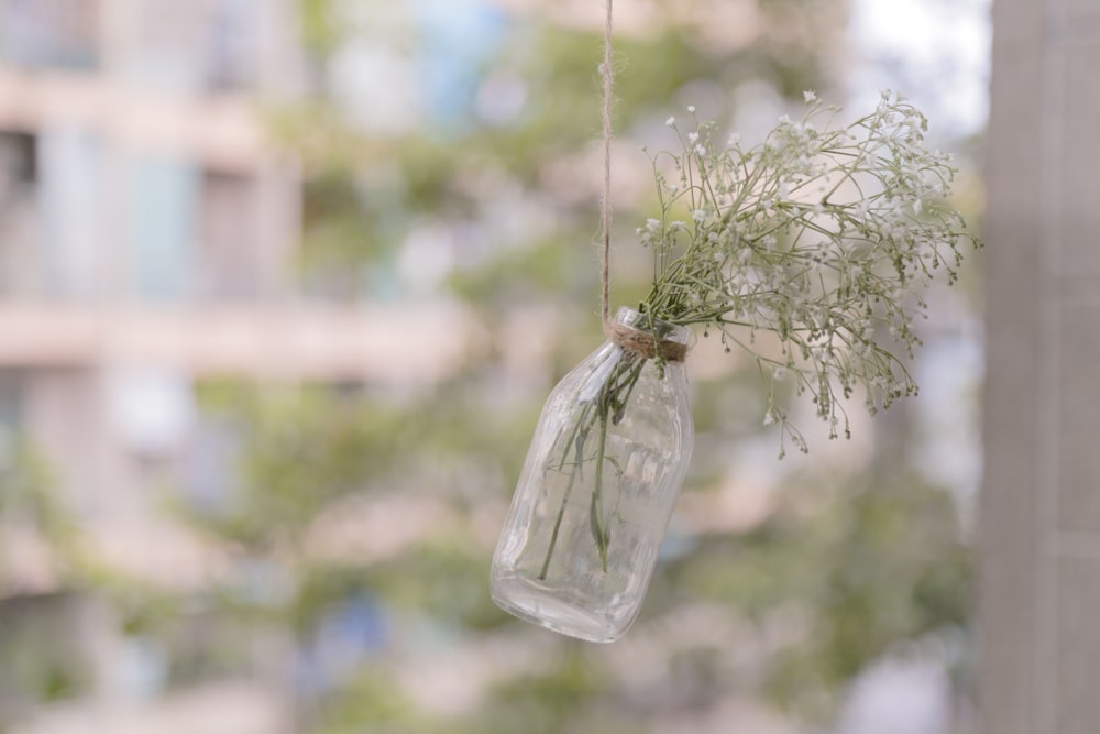 ボトル内の緑の葉の植物の浅い焦点写真