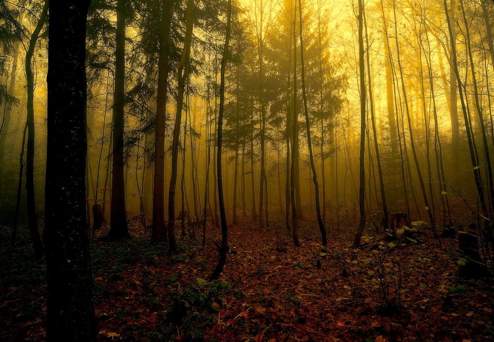 silhouette of pine trees