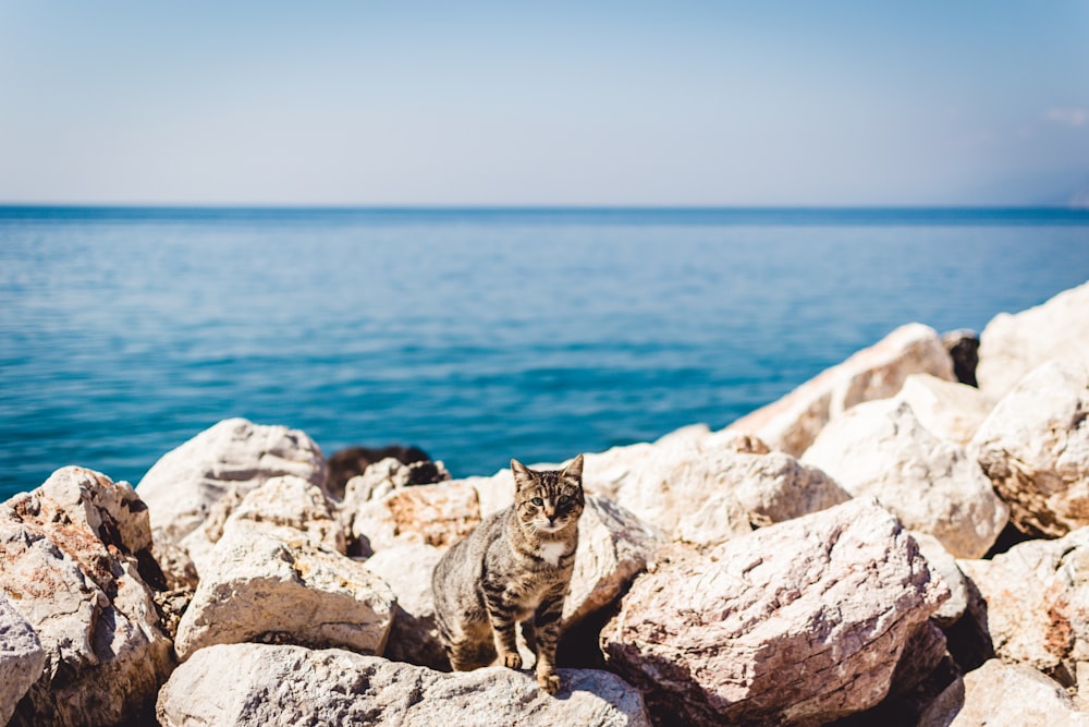 brown tabby cat standing on rocks