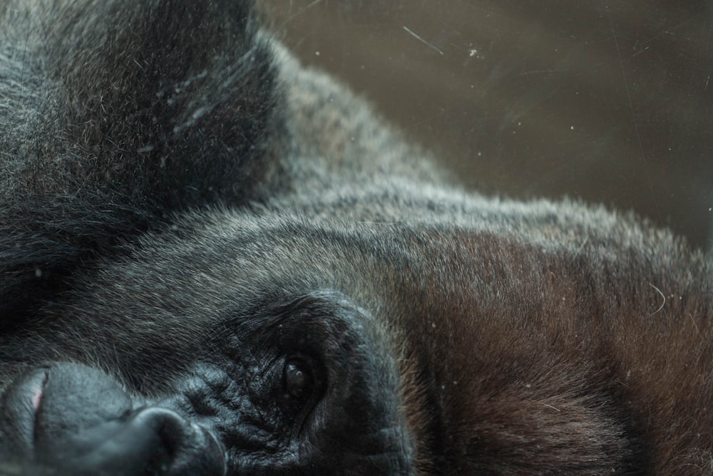 Ein zerkratztes Foto des Gesichts eines schwarzen Gorillas, der zur Seite gedreht ist, mit Auge, Nase und Maul im Blick