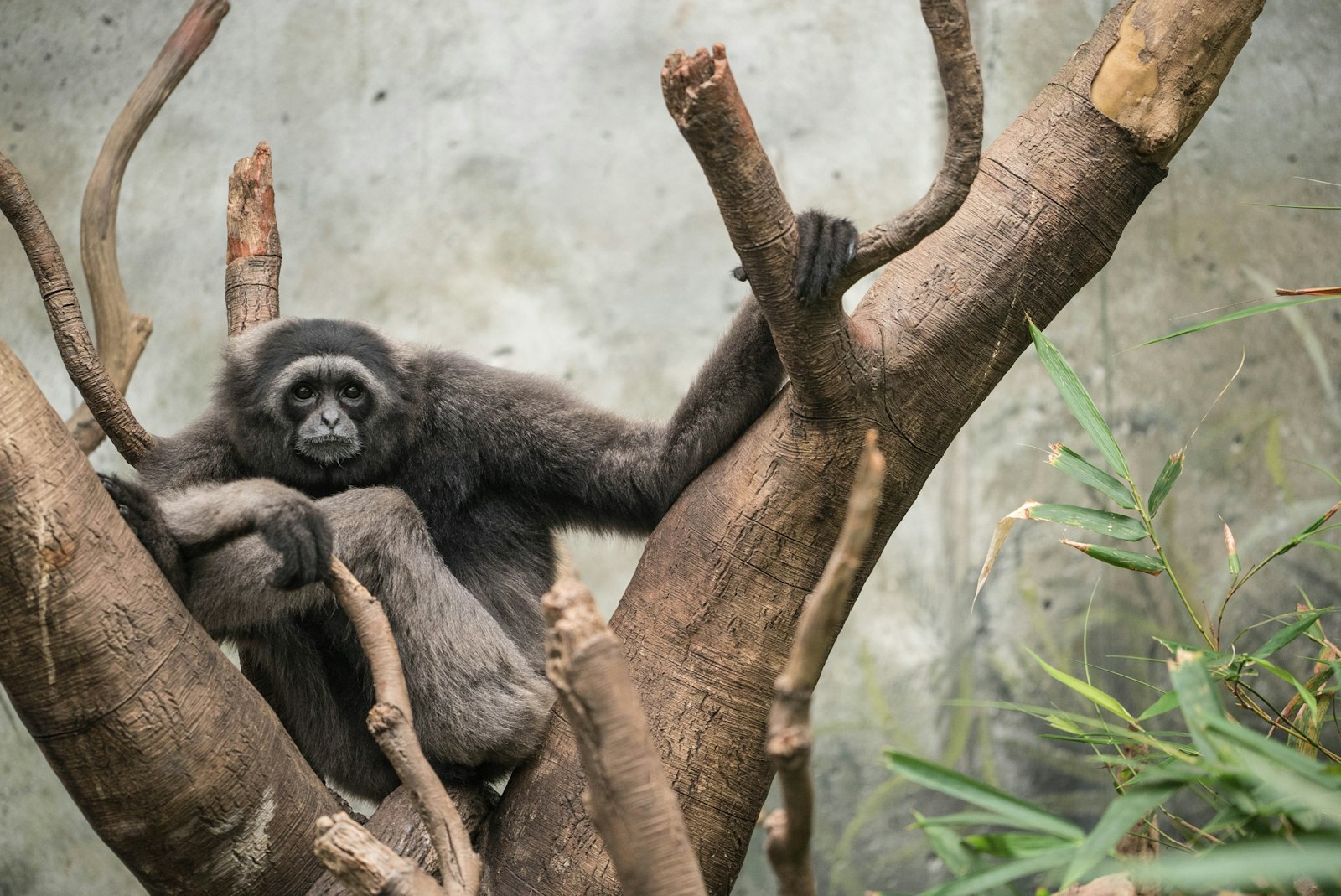 Sony a7S sample photo. Monkey on tree branch photography