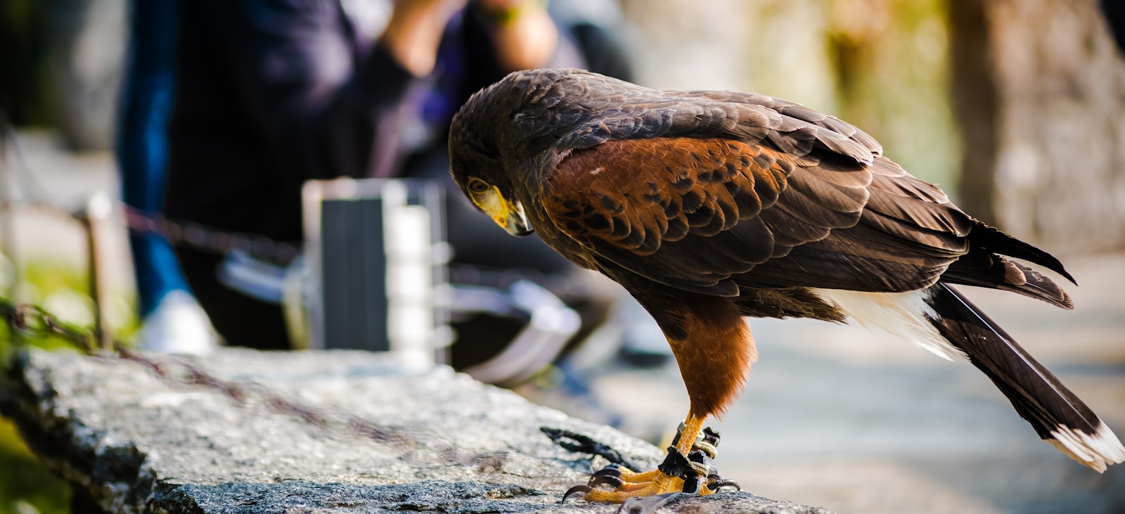 Nikon D810 + Nikon AF-S Micro-Nikkor 105mm F2.8G IF-ED VR sample photo. Brown bird on gray photography