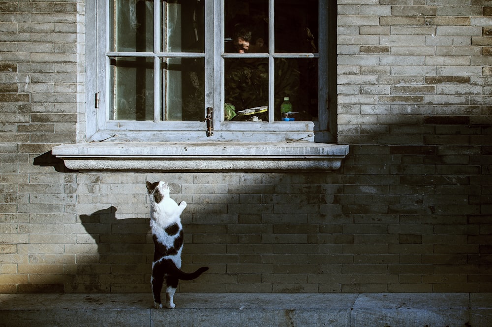 black and white trying to climb the window