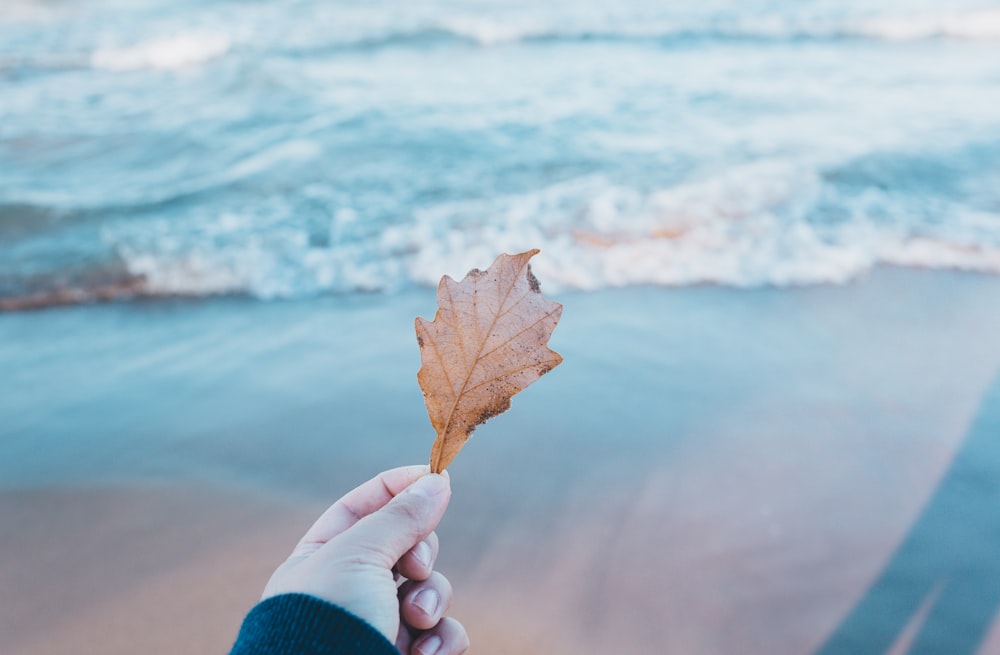 person holding dried leaf near body of water