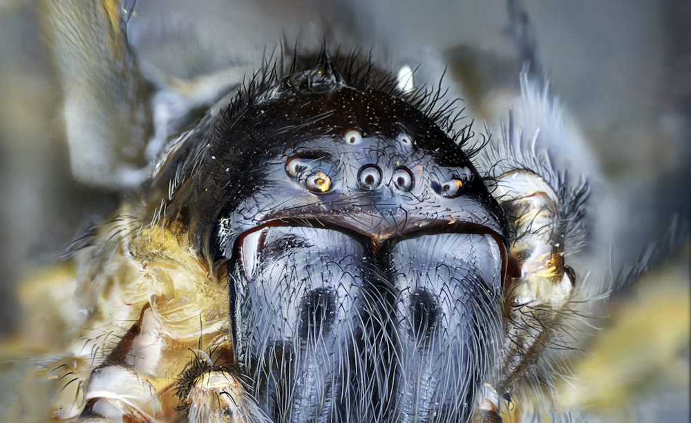 macro shot photography of black spider