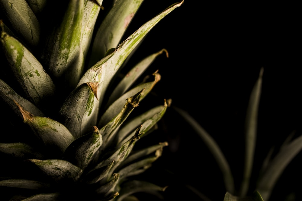 Fruta de piña