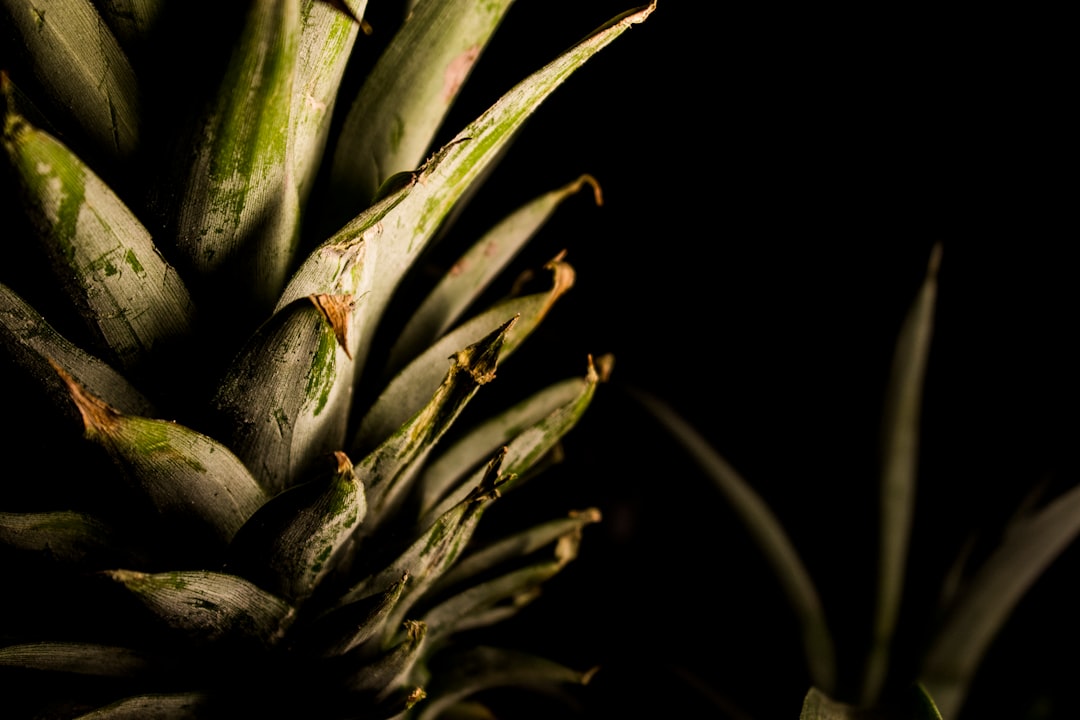 pineapple fruit