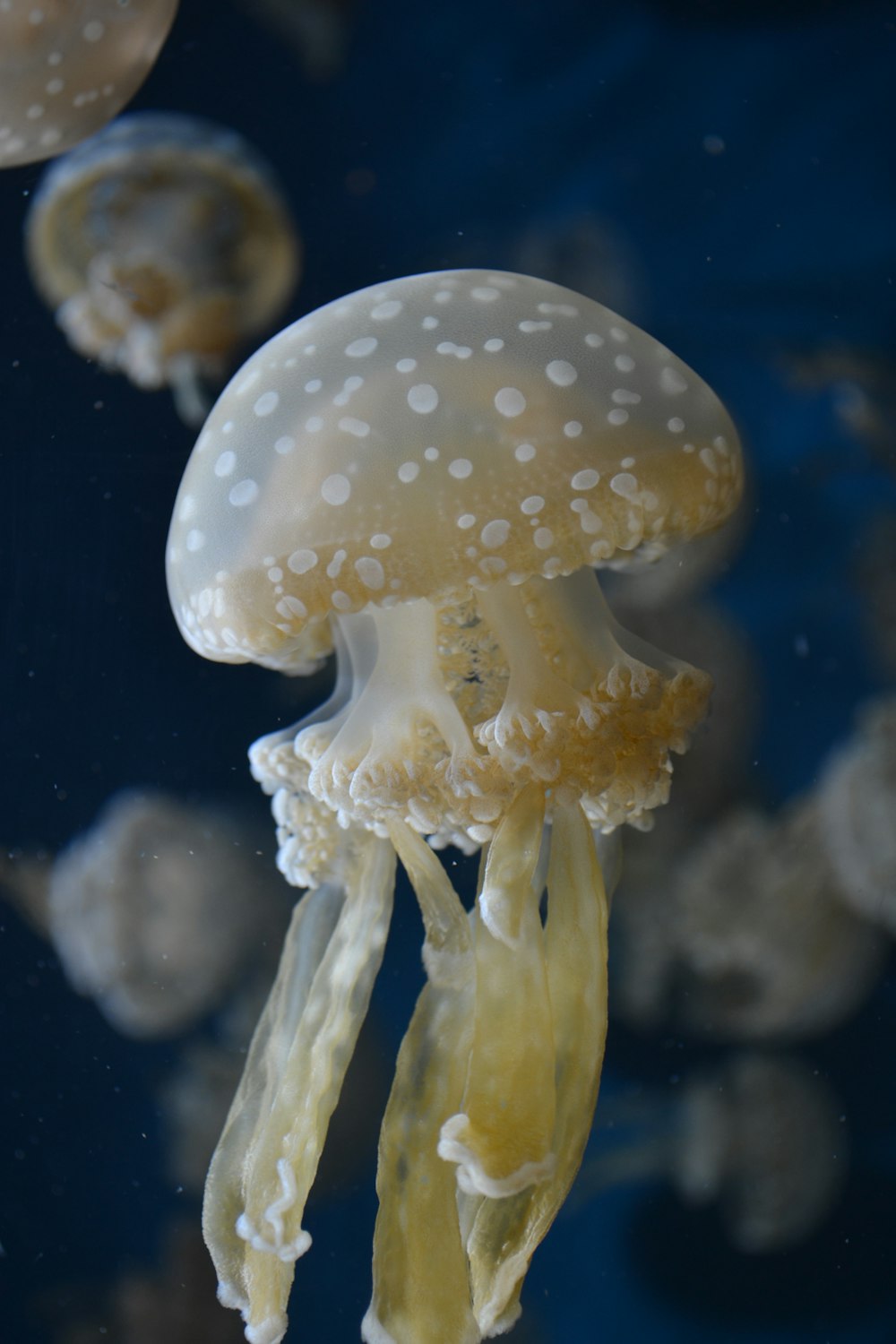 beige jelly fish