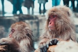 selective focus photography of two brown monkies
