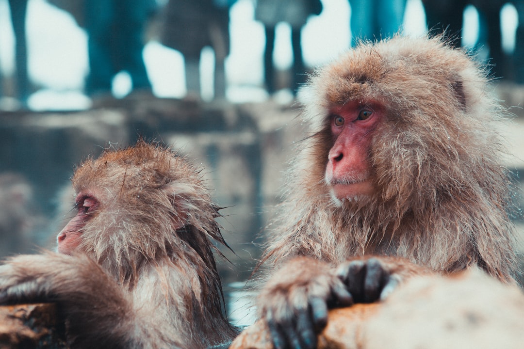 Wildlife photo spot Nagano Prefecture Jigokudani Monkey Park