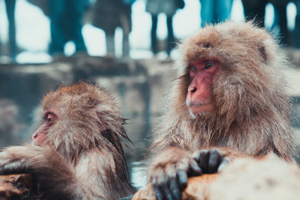 selective focus photography of two brown monkies