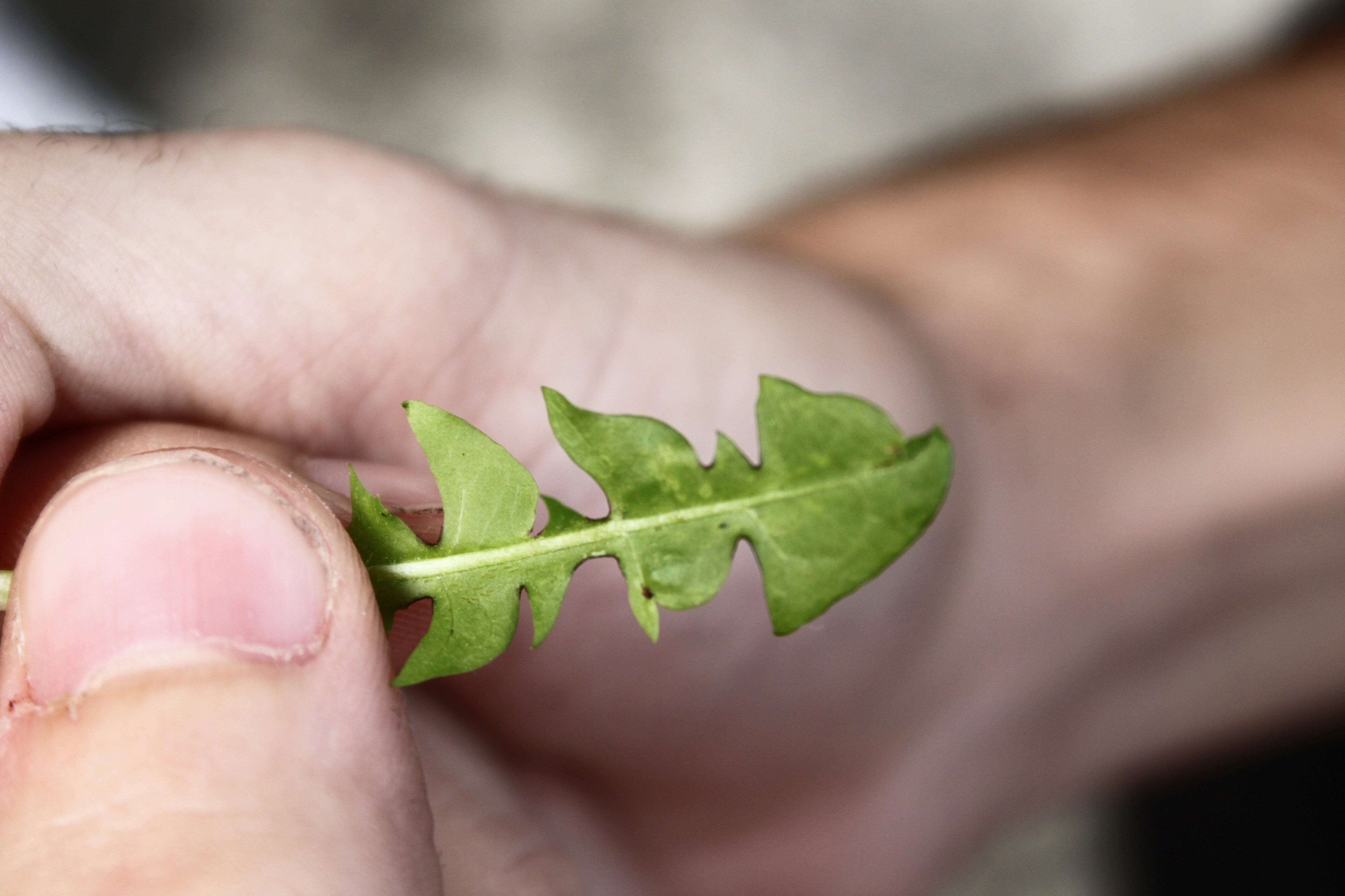 Free Unsplash photo from Jonathan Mateos