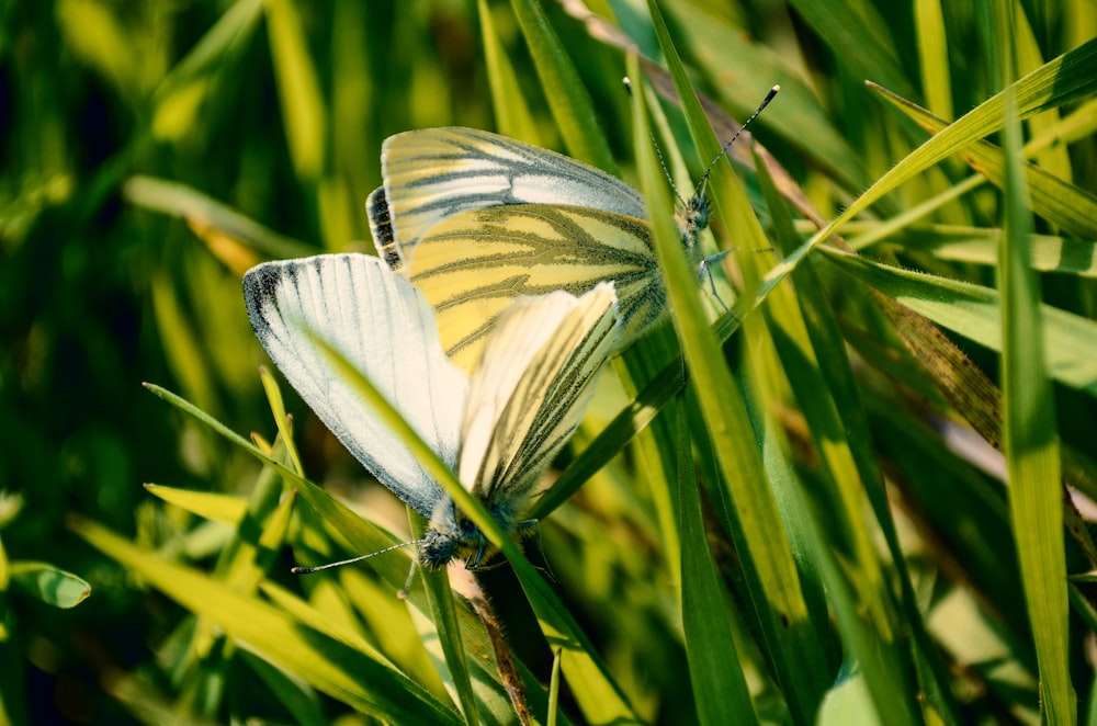 photography of butterfly