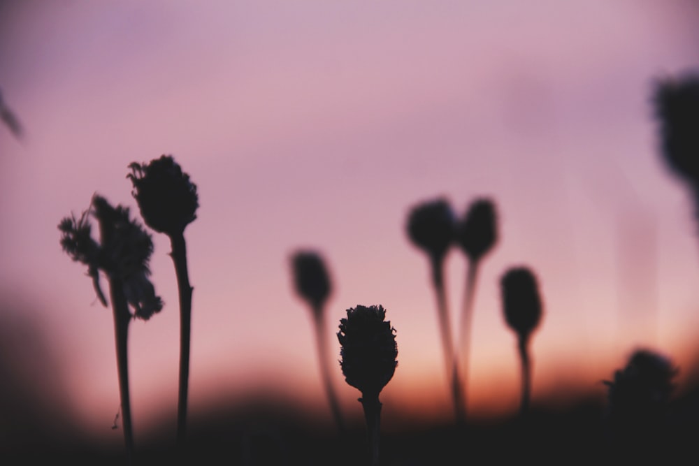 Silhouettenfoto von Pflanzen bei Sonnenuntergang