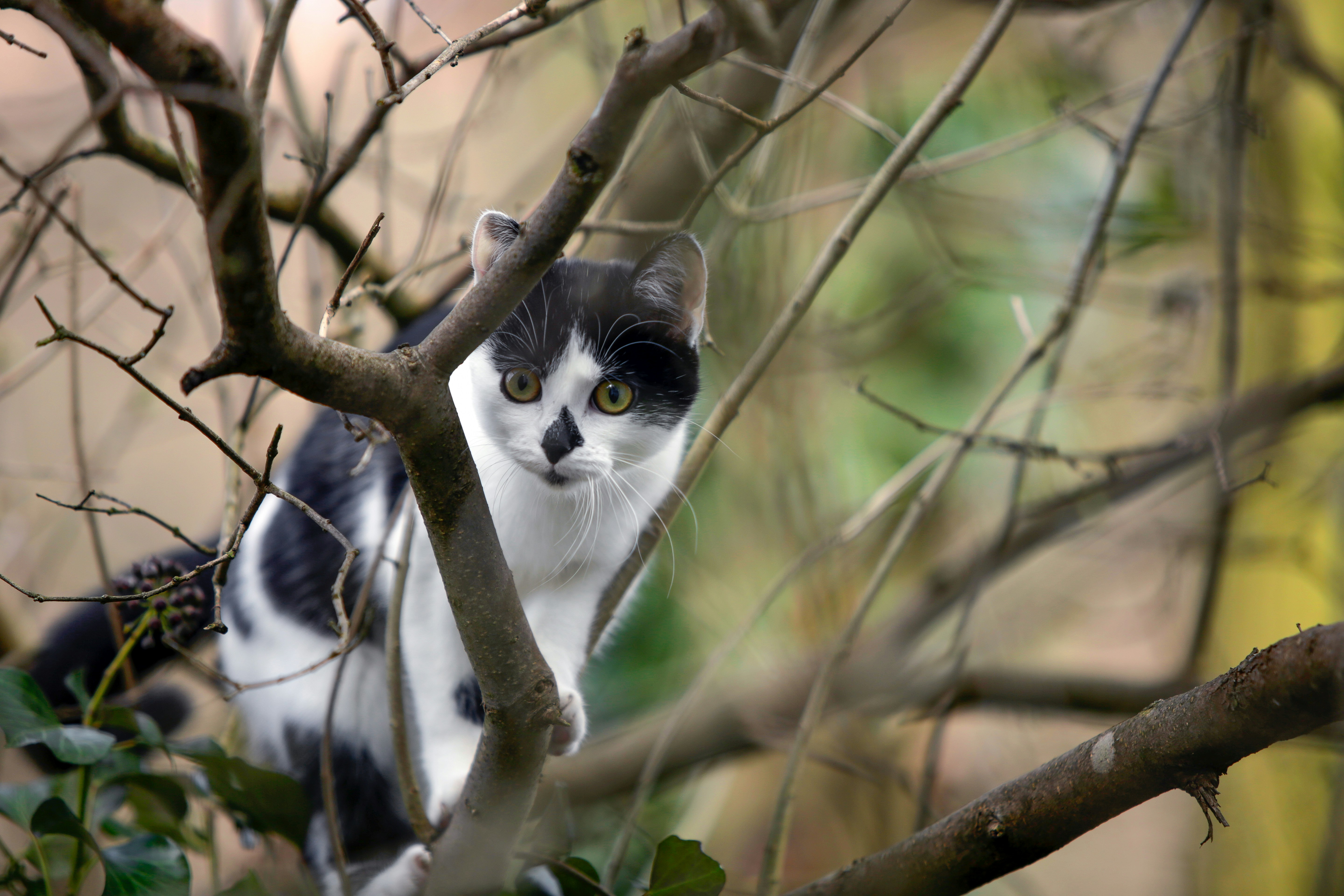 Free Unsplash photo from Stefan Schwarz