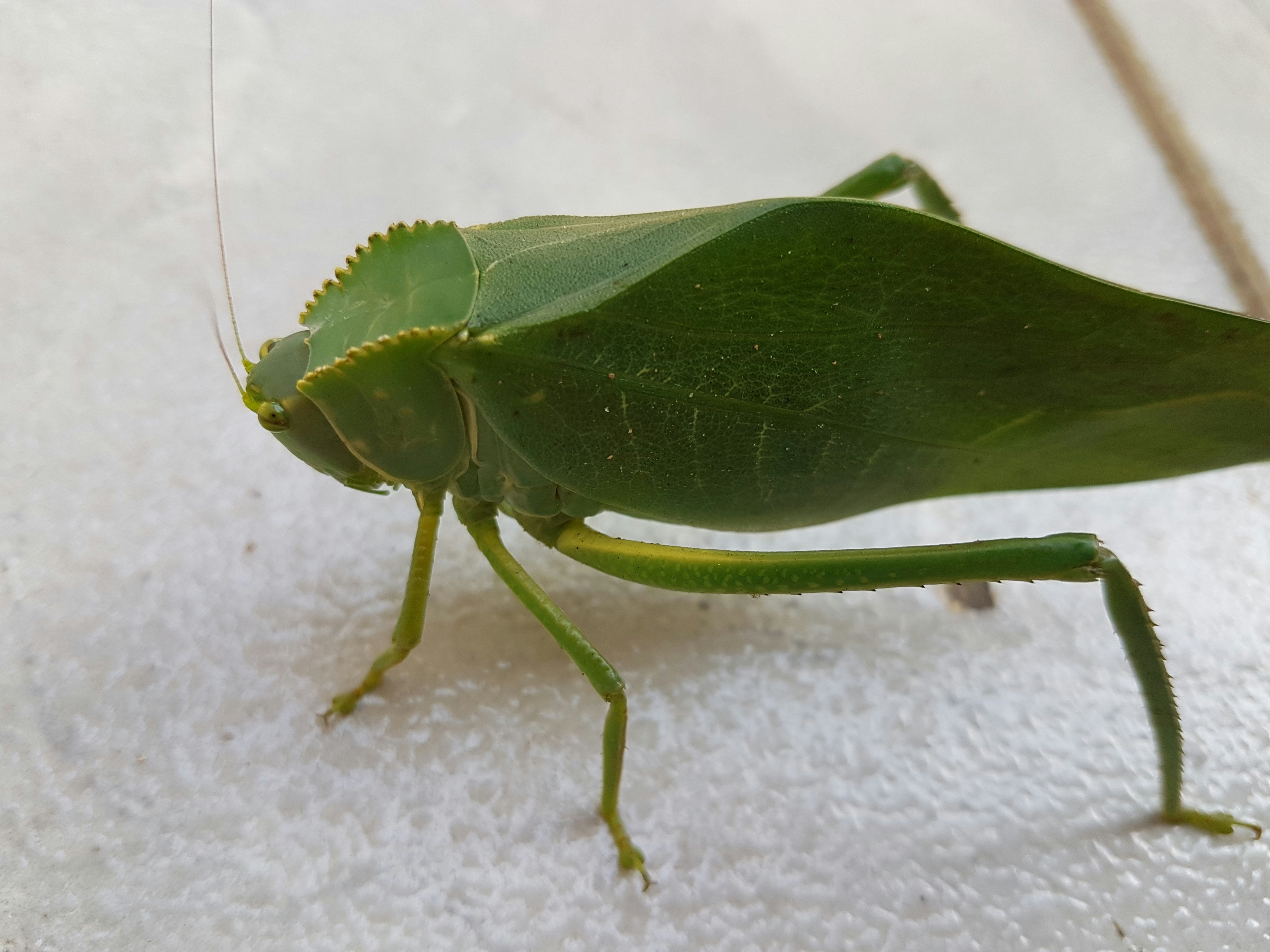 Free Unsplash photo from Weslidey R