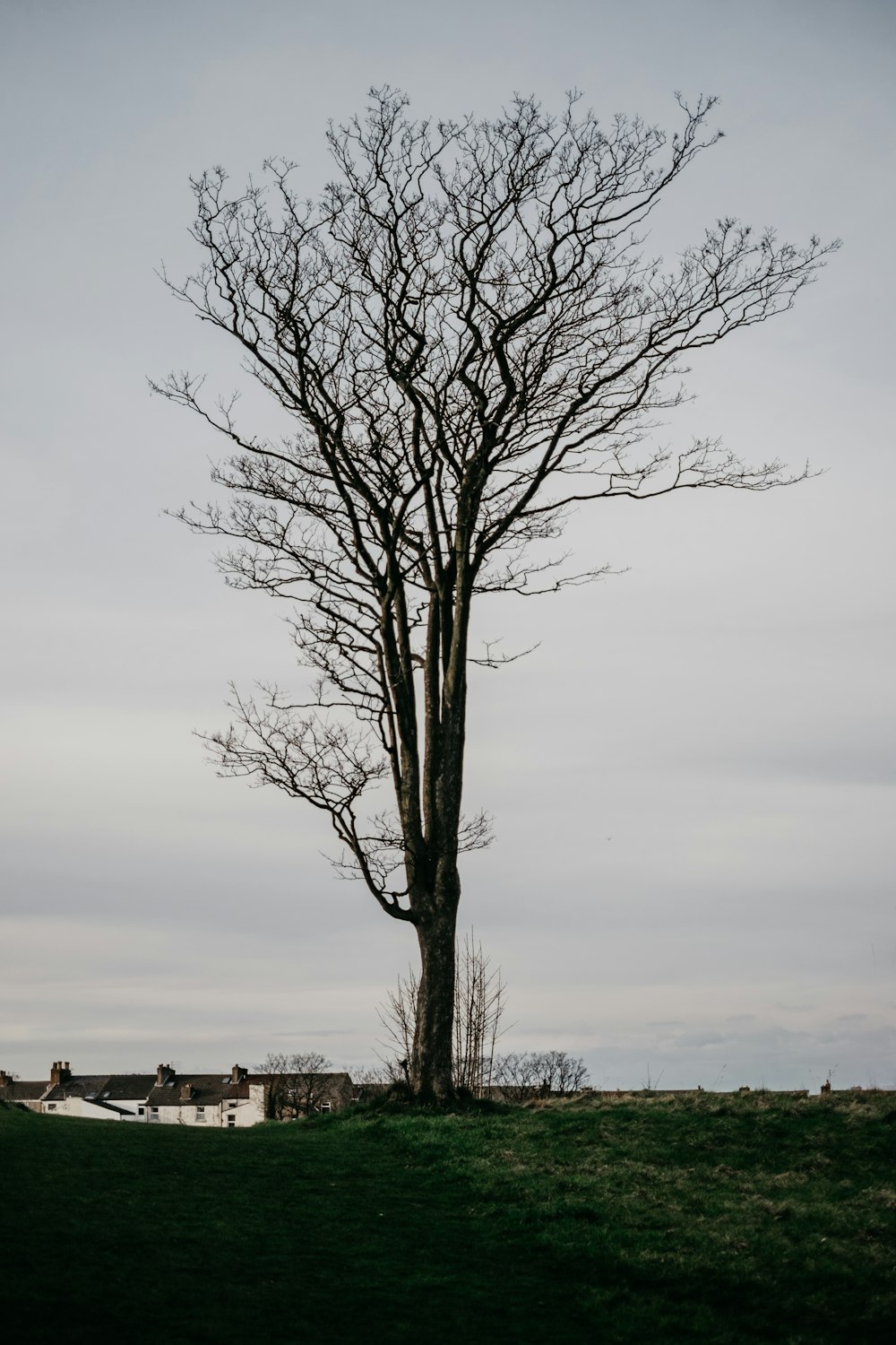 bare tree under white sky during daytime