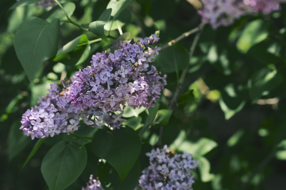 A bush with pink and white lilacs.