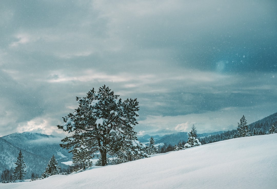 green leafed tree on snowfield under white cloudy sky at daytime