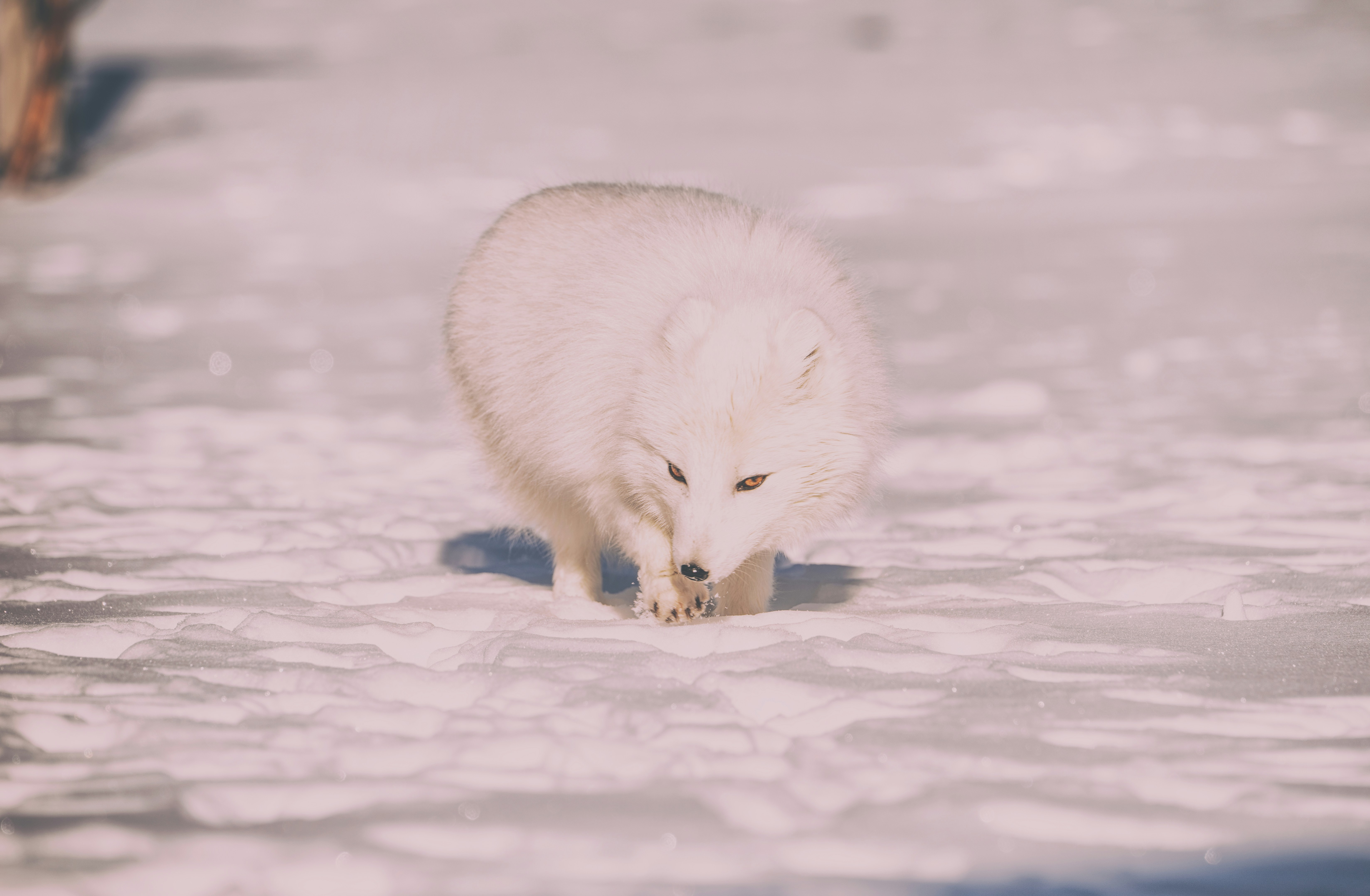Sniffing thru the snow