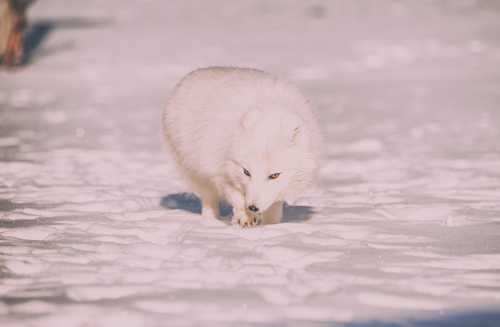 wildlife photography of white fox