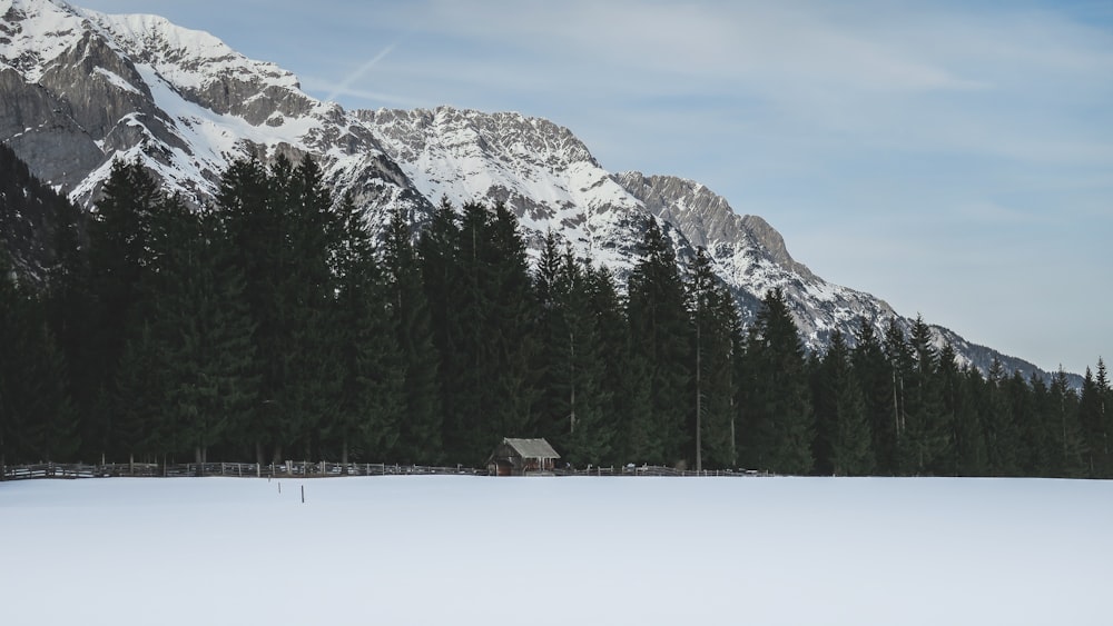 photo of trees near mountain alps