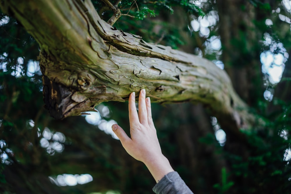 La mano de la persona tocando el tronco del árbol