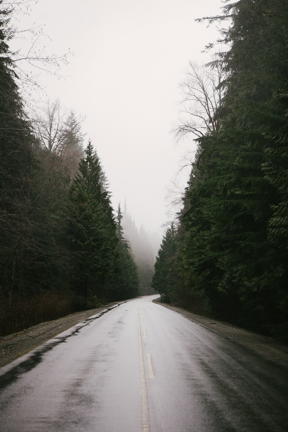 A wet tree-lined road on a foggy day